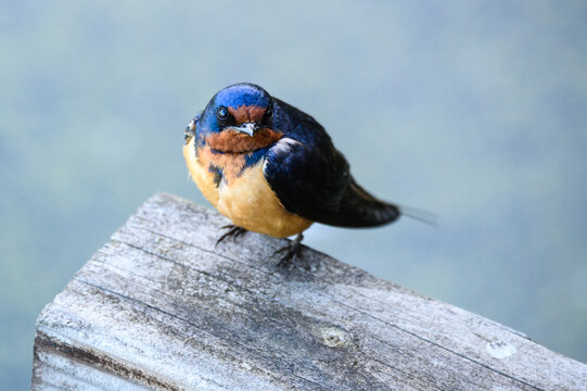 Closeup of cute barn swallow perched on a railing, Nisqually National Wildlife Refuge
