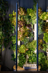 Indoor hydroponic vegetable garden with grow lights, variety of lettuce, other salad greens and ingredients
