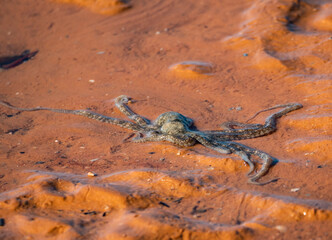 Octopus caught in shallow water at Roebuck Bay 