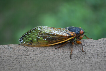 Cicada