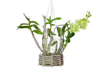 Light green orchid flower bouquet bloom in a hanging wooden pot isolated on white background included clipping path.