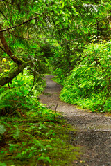 Hiking trail in green summer forest with sunshine, Vancouver Island, Bc
