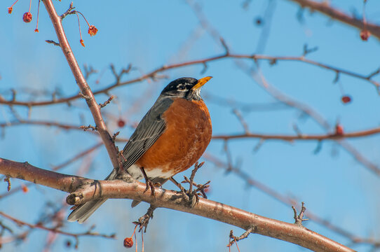 American Robin perched in a crabapple tree in the spring.