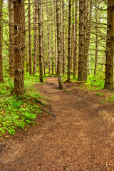 Hiking trail in green summer forest with sunshine, Vancouver Island, Bc