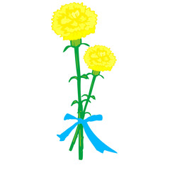 イラスト素材: 父の日　手書きのカーネーション　リボンで結んだ2本　複数本

