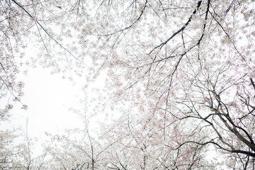 Fototapeta premium 満開の桜