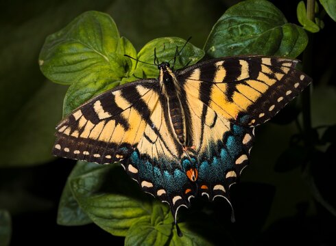 This image shows a detailed top view of an Anise Swallowtail (Papilio zelicaon) butterfly with it's wings open, basking in the sunshine.