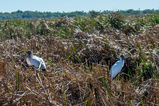 Wood storks in the Florida everglades