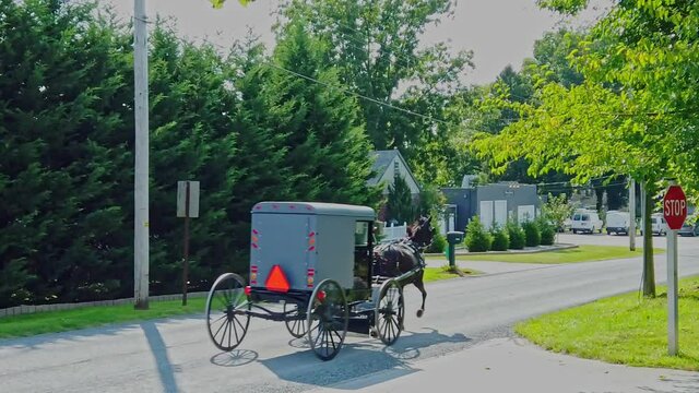 A Slow Motion View of Two Amish Buggies Trotting Along a Country Road on a Sunny Day