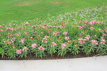 Oleander rose bay flower or Nerium oleander L. in the garden
