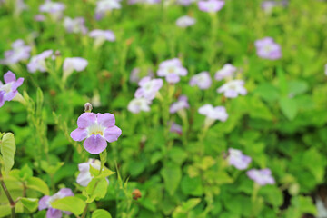 Asystasia gangetica or Coromandel blooming flower in the garden