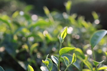 Green tea leaves in a tea plantation Closeup, Top of Green tea leaf in the morning