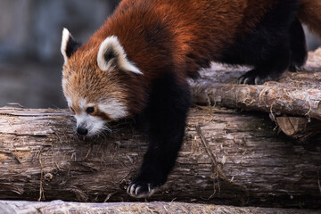 Red Panda Strolling Along a Log