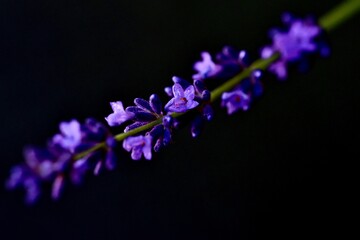 Fototapeta na wymiar ラベンダーの花