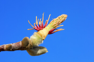 Magnolia ecological macro photo, North China