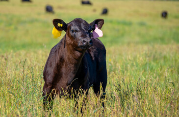 A black cow grazes on a green meadow. Summer sunny day.