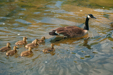 country goose and baby goslings swimming in the lake