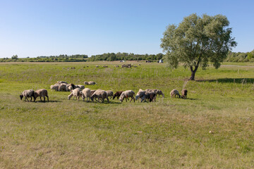 A small flock of sheep graze on a hot summer day in a meadow