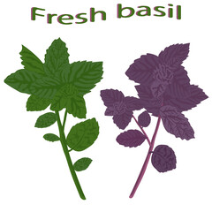 Green basil and dark opal basil close-up. Green  and purple basil isolated on white background. Vector illustration of green vegetables. - 437150317