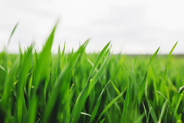 Fototapeta na wymiar Endless green farm fields with growing wheat and corn in spring