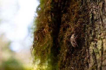 Cicada stains on trees in the forest