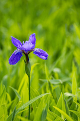 Wild purple blue Iris flower macro photography