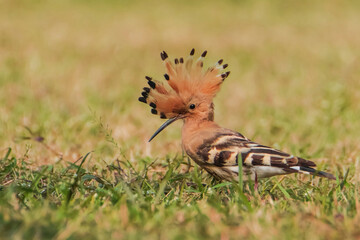Common Hoopoe (Upupa epops) on the ground, seen in a India.