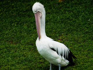 Picture of Pelicans, a genus of large water birds that make up the family Pelecanidae