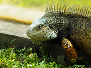 Picture of Iguana a kind of reptile on a zoo