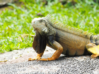 Picture of Iguana a kind of reptile on a zoo