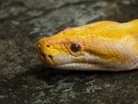 Picture of a albino Python snake head on a park