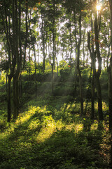 The trees in the fresh green rain forest in the morning have sunlight shining into light beams