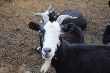 goat on the farm