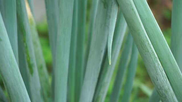 Green spring onion with a natural background. Indonesian call it bawang prei or daun bawang
