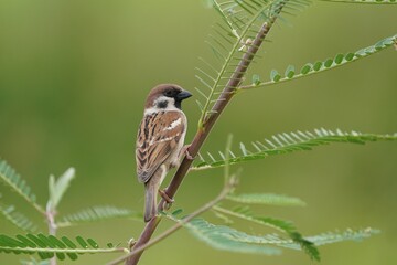 シンガポールの野鳥　スズメ
