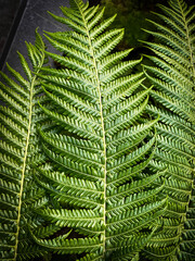 Closeup of natural green fern leaves creating a beautiful background. 