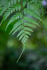 a leaf green tree background.