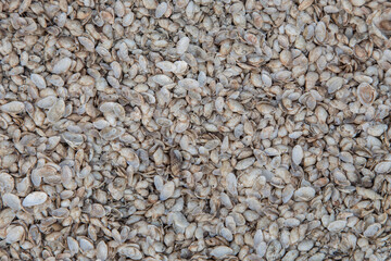 Close up chia seed as texture background.