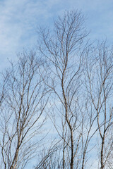 Fototapeta na wymiar bare tree branches with small buds blue sky natural spring background