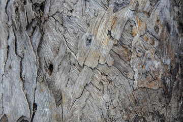 Tree bark texture woodbackground