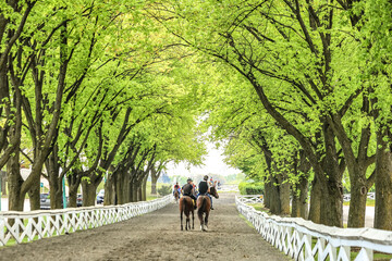 Two horses and riders walking down a tree-lined horse path at a race track.