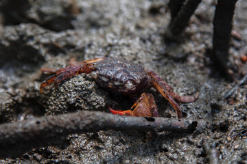Field crab is walking on the ground at the evening.