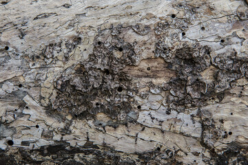 Tree bark texture woodbackground