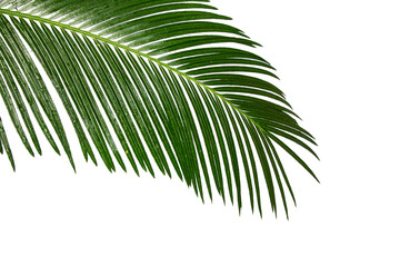 Fototapeta premium bottom view coconut branch and leaves on white background