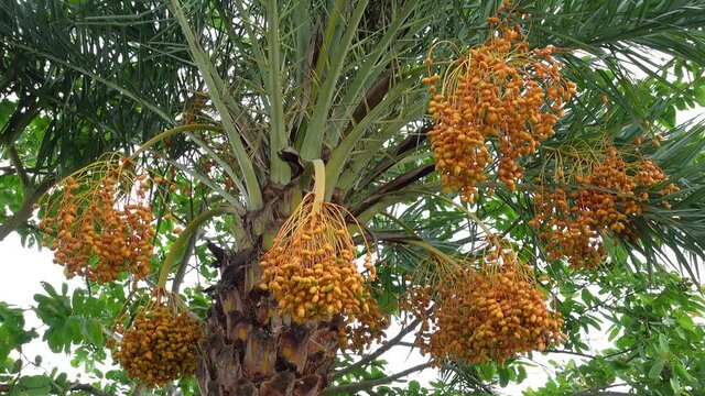 Yellow-orange raw-ripe fresh dates are hanging in bunches on the tree. Yellow-orange date palms fruit background. 4k video.