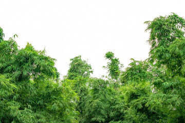Bamboo leaf in beside of the frame with copy space on white background.