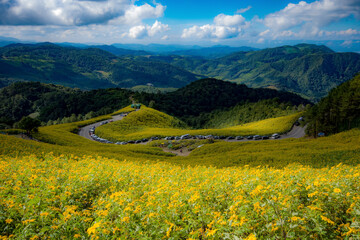 Fototapeta na wymiar View of Yellow flowers on the mountain, Tung Bua Tong viewpoint Doi Mae U Kho,Khun Yuam, Mae Hong Son Thailand