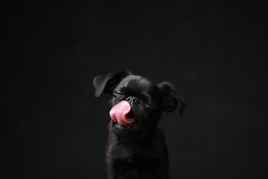 Dog Black Background