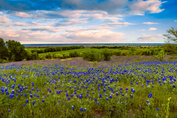 Texas sunsets with bluebonnets