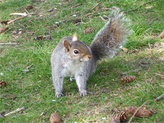 squirrel in the park
